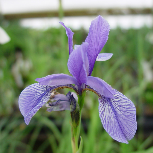 Iris sibirica hyb